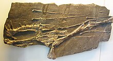 Fossili di Tanystropheus longobardicus. In evidenza i denti aguzzi sulla mandibola