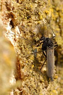 <i>Tanytarsus</i> Genus of flies