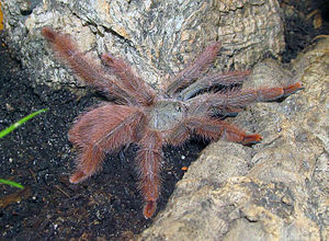 Pseudoclamoris gigas, juvenile female