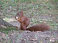 * Nomination Tarnów - a squirrel in the Strzelecki Park --Andrzej O 12:28, 29 November 2013 (UTC) * Decline Motion blur, sorry --Poco a poco 21:53, 29 November 2013 (UTC)