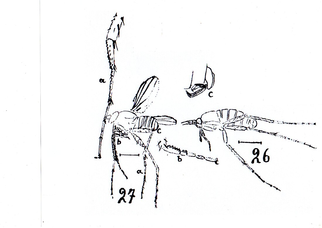 Tetanocera variciliata