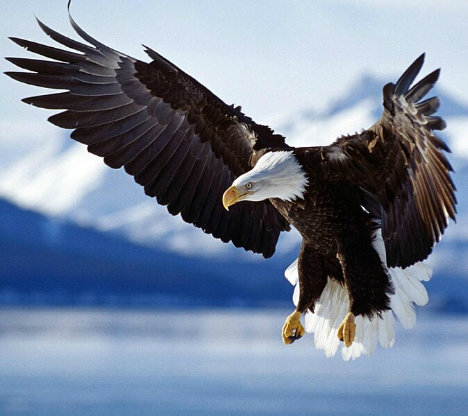 File:The Bald Eagle - Spreading the Wings.jpg