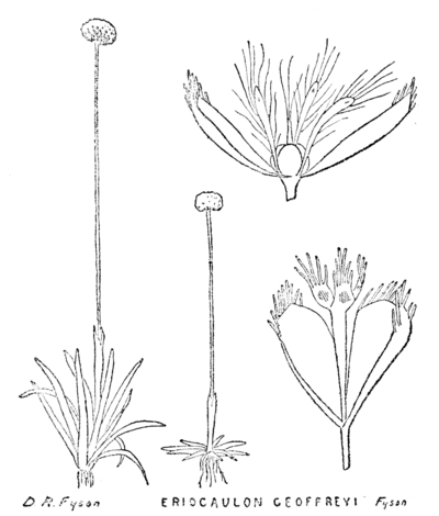 ERIOCAULON GEOFFREYI.