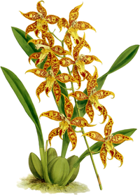 plate 101 Odontoglossum × leeanum Oncidium leeanum