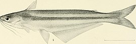 Auchenipterus demerarae