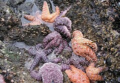 File:The ochre sea star, Pisaster ochraceus, has many color forms and is a slow-moving predator of mussels and barnacles when the (ed8bf508-155d-4519-3ee3-c2795c11b2ea).jpg (Category:Pisaster ochraceus)