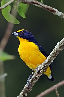 <span class="mw-page-title-main">Thick-billed euphonia</span> Species of bird
