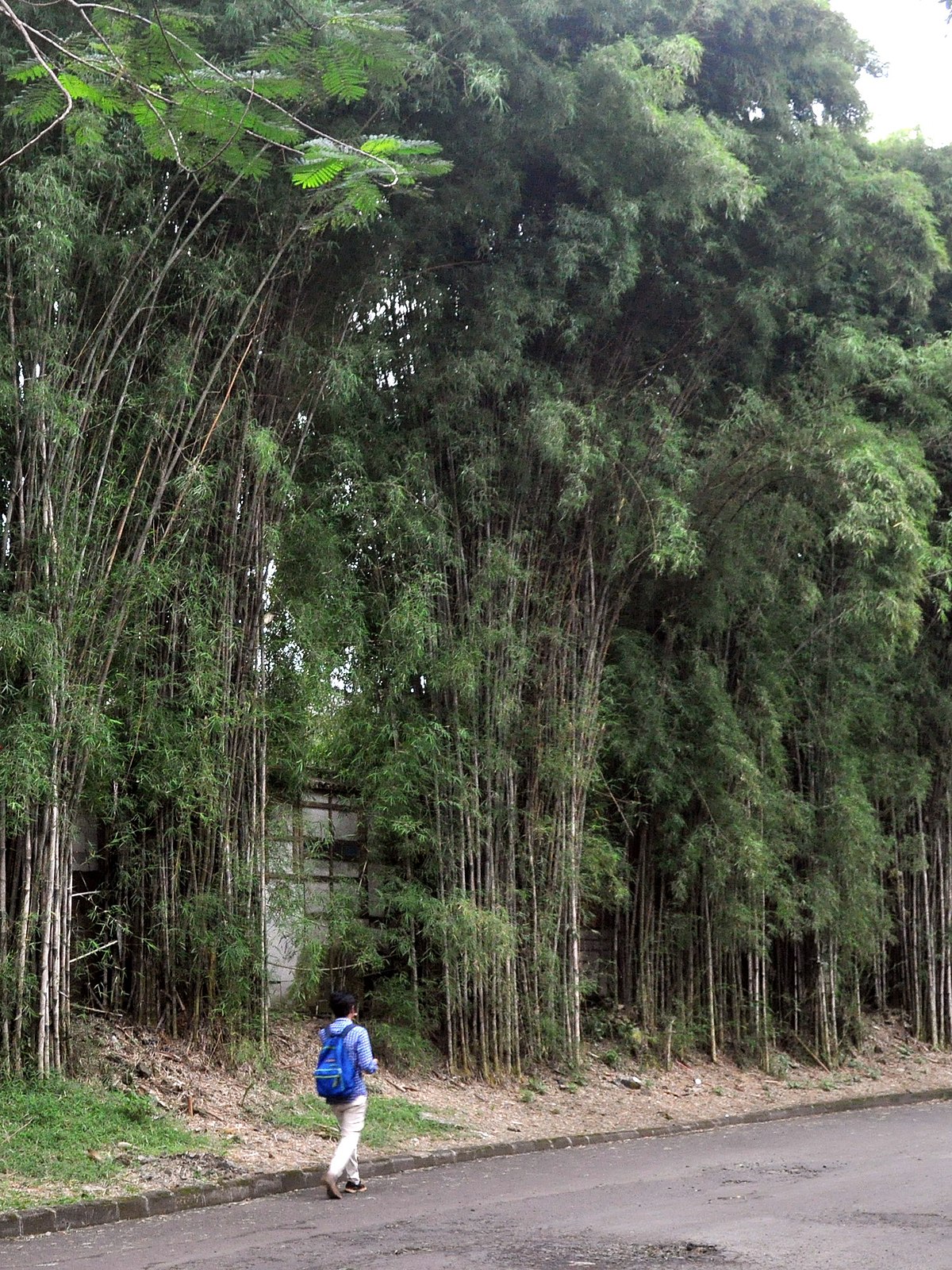  Bambu siam Wikipedia bahasa Indonesia ensiklopedia bebas