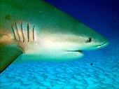 Bull shark Tiburon Toro.jpg