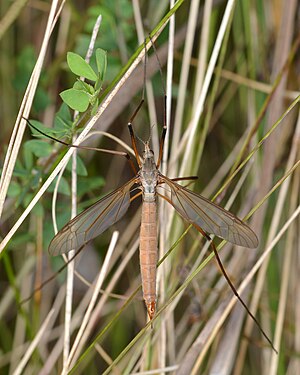 Tipula sp.