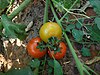 Tomato plant 1.jpg