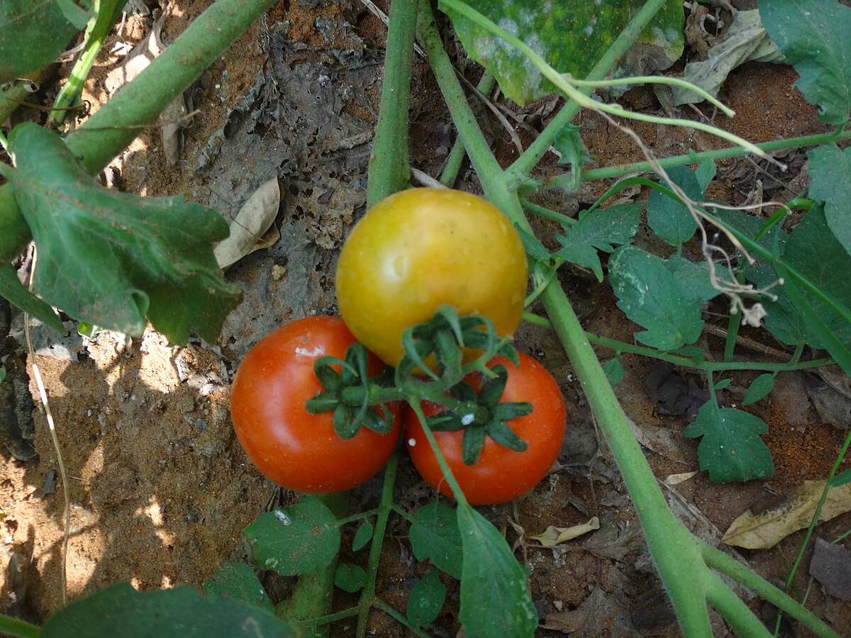 Tomato Plant Height Chart