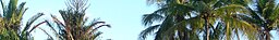 Townsville (Queensland) banner Palms.jpg