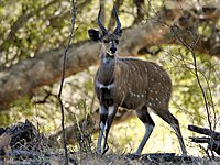 Bushbuck, Tragelaphus scriptus, appears almost perfectly even in tone, showing that its countershading has cancelled out its self-shading. The white spots and markings help to disrupt the 'solidity' of the animal further.