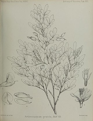 <i>Chapmannia gracilis</i> Species of plant