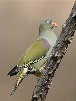 Treron calvus, Pilanesberg NP, South Africa 00.jpg