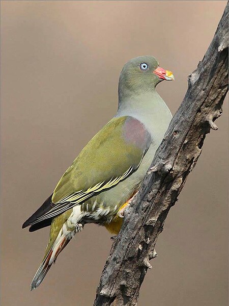 File:Treron calvus, Pilanesberg NP, South Africa 00.jpg