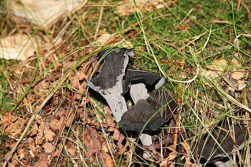 File:Trichterförmige Pilzfruchtkörper im Wald südwestlich des Parkplatzes Irenkreuz, Landkreis Rhön-Grabfeld II.jpg