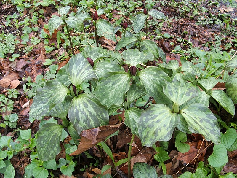 File:TrilliumRecurvatum.jpg