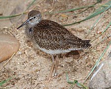 Tringa totanus - Aachener Tierpark Euregiozoo 01.jpg