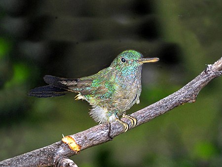 Saucerottia cyanura