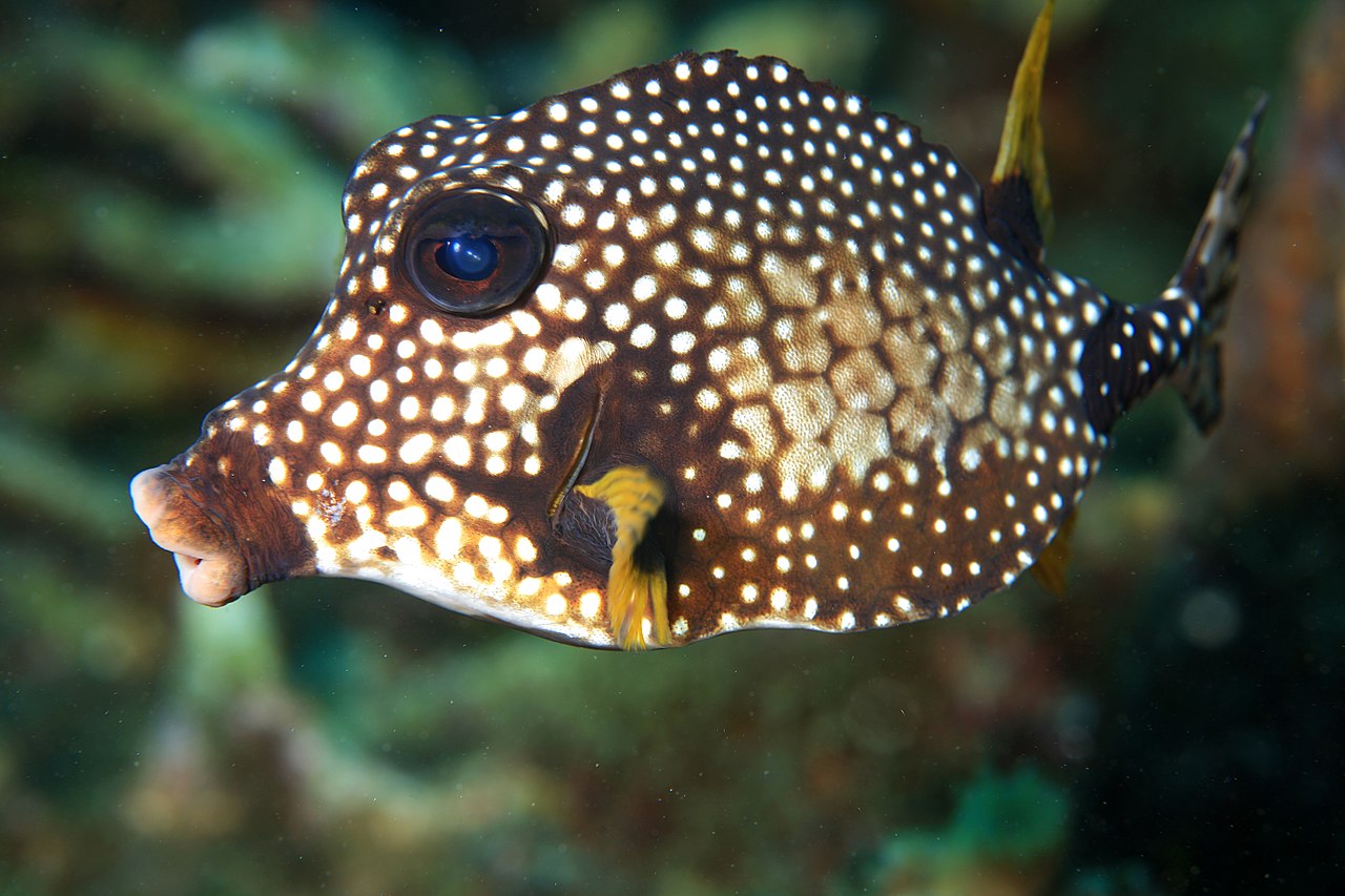 Trunk Fish