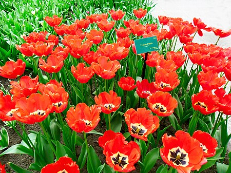 Tập_tin:Tulip_Hà_Lan_7.jpg