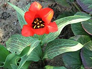 Tulipa kuschkensis 4.jpg