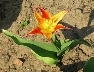 Tulipa tschimganica cropped.jpg