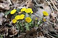 * Nomination Tussilago farfara on a forest ridge, Czechia, Beroun district --Nefronus 16:46, 24 March 2021 (UTC) * Promotion  Support Good quality. --Wilfredor 19:50, 24 March 2021 (UTC)