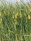 Typha laxmannii (yellow) 1.jpg