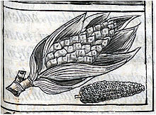 Одно из первых изображений кукурузы. (Бернардино де Саагун, 1577)