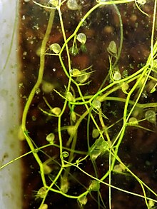 Stolons and traps feeding on algae Scenedesmus (green dots) Utricularia gibba and scenedesmus.jpg