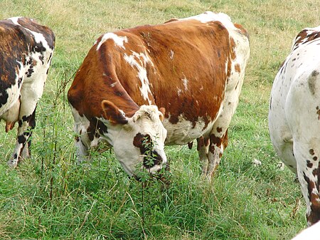 Vache normande blonde.JPG