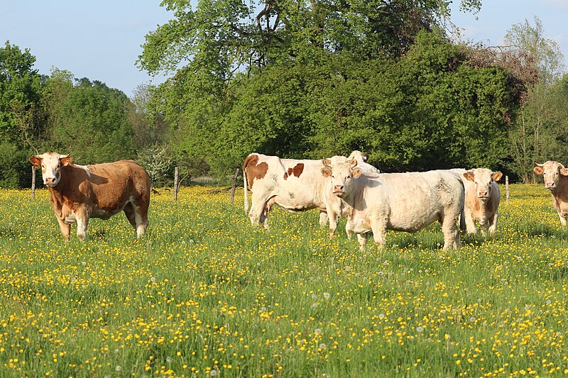 File:Vaches allée Pré Brus St Cyr Menthon 20.jpg