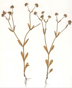 Valerianella carinata Habitus Herbar.jpg