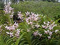 Vanda tricolor