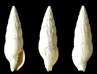 <i>Vexillum barbieri</i> Species of gastropod