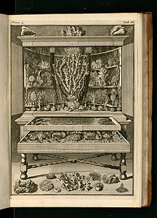 Levinus Vincent, 1715, plate from Wondertooneel der natuur, the lavish published catalogue of this Dutch merchant's collection. Vincent, Levinus (1715) Wondertooneel der natuur -Tome 2- 0295.jpg