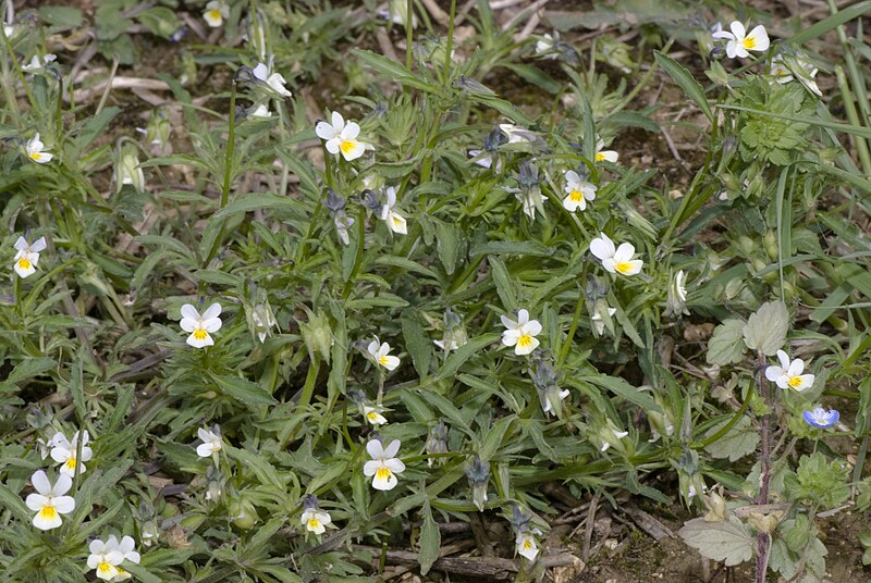 File:Viola arvensis saint-fuscien 80 19052007 6.jpg