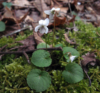 <i>Viola blanda</i> Species of flowering plant