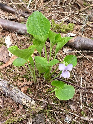 Wonder Violet (Viola mirabilis)