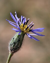 V. crupinoides