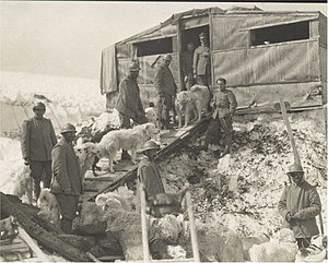 WWI - Adamello Glacier - Italian soldiers with sled dogs.jpg