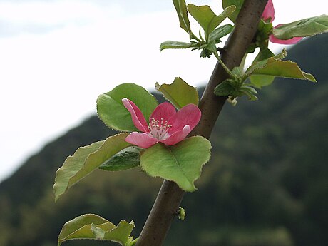 カリン (バラ科)