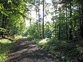 Waldweg im Naturwaldreservat Stachel (3).JPG