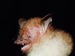 Walstons tube-nosed bat Species of bat