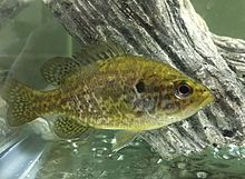 A juvenile specimen of Lepomis gulosus from Kickapoo State Park, east-central Illinois Warmouth (Lepomis gulosus) from Kickapoo State Park, east-central Illinois.jpg