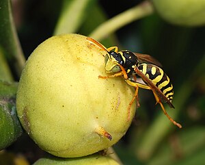 Къагъыт сары чибинни эркеги (Polistes dominula)