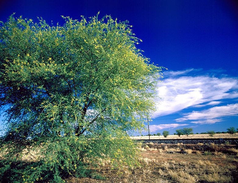 File:Wattle tree spotted with delicate yellow flowers near Richmond, Queensland, 1985.jpg